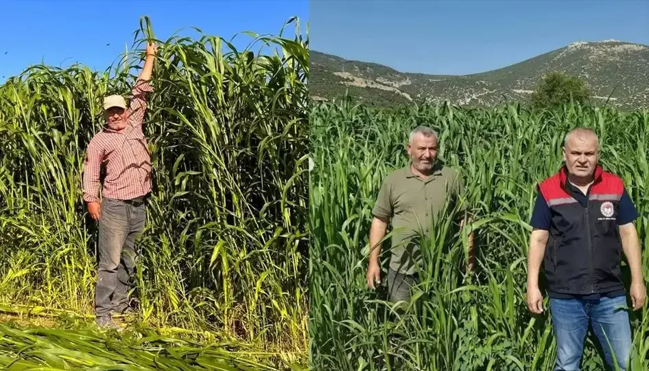 Isparta’da sorgum-sudan otu hasadı başladı